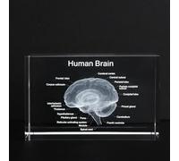 Modelo Anatómico de Cerebro 3D en Cristal - Cerebro Humano Grabado con Láser con Grabado Interno Realista, Modelo de Anatomía Compacto para Estudio, Medicina, Ciencia, Decoración de Oficina y Regalo