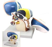 Modelo anatómico de cerebro, anatomía talámica, aumento 3X con 4 piezas extraíbles para aprendizaje de neurociencia e investigación en el aula de ciencias