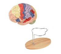 Modelo Anatómico de Cerebro Humano 2 Veces Modelo de Cerebro Humano Tamaño Natural 4 Piezas Etiquetadas con Figuras 9 Colores para Exhibición de Aprendizaje de Neurociencia Identificación Médica