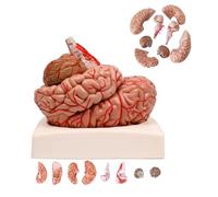 Modelo anatómico de cerebro humano con 9 partes desmontables y base, escala 1:1 para aprendizaje educativo y estudios de anatomía