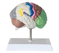 Modelo anatómico de Cerebro Humano Modelo de Cerebro de PVC Kits educativos Recursos de Estudio Modelo de anatomía para el Modelo de visualización (Tamaño: 18x14x18cm) (Tamaño: 18 x 14 x 18 cm) (18 x