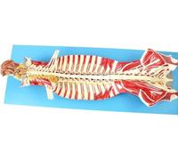 Modelo anatómico de columna humana, que muestra estructuras de cerebro y nervios cerebelosos, nervios espinales, modelo anatómico de columna vertebral for exhibición de investigación y aprendizaje