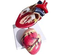 Modelo anatómico de corazón canino a tamaño real - Escala 1:1 for exhibición en aulas de ciencias y educación veterinaria
