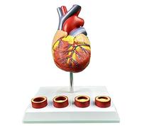 Modelo anatómico de corazón de tamaño Natural, con 2 Partes Desmontables y 4 Vasos de trombo para Modelos de enseñanza comunicación médico-Paciente