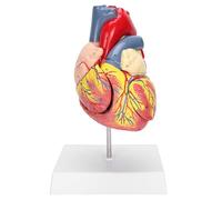 Modelo anatómico de corazón humano, 49 estructuras internas, diseño de 2 partes con 3 piezas extraíbles para educación médica y estudio