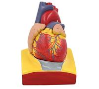 Modelo anatómico de corazón humano, fácil de usar, ayuda de enseñanza médica, anatomía numerada para hospital de enseñanza de laboratorio
