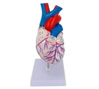 Modelo anatómico de corazón humano, tamaño adulto real, 15 cm, preciso, en 2 piezas, PVC de color brillante, para práctica médica. Humano Extraíble