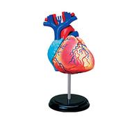 Modelo anatómico de corazón, tamaño real, modelo anatómico de órgano humano, 2 piezas, herramienta médica de aprendizaje de corazón de anatomía desmontable