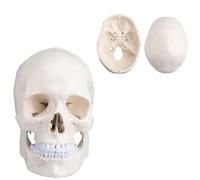 Modelo anatómico de cráneo adulto, modelo de cráneo, cráneo humano completo de tamaño natural, modelo de cráneo de laboratorio de 3 partes con tapa craneal extraíble, mandíbula articulada y juego com