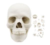 Modelo anatómico de cráneo - Cabeza de cráneo humano realista desmontable de 15 piezas con tapa extraíble, réplica de aprendizaje médico de tamaño natural | Herramienta de enseñanza detallada para