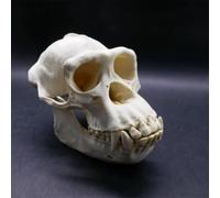 Modelo anatómico de cráneo de chimpancé, réplica de resina de cabeza de animal de tamaño natural, for decoración del hogar de Halloween y educación científica, estudio de enseñanza.