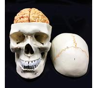 Modelo anatómico de cráneo humano con cerebro de 8 partes, anatomía de tamaño real para ciencias, aula, estudio, enseñanza, modelo médico