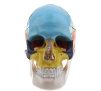 Modelo anatómico de cráneo humano de tamaño natural, 3 piezas, desmontable, de PVC, para estudios médicos, enseñanza y fines de formación anatómica