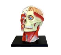 Modelo anatómico de cráneo Humano Desmontable. Rompecabezas de anatomía Cerebral for Entrenamiento médico. Herramienta didáctica de Ciencias médicas.