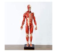 Modelo anatómico de cuerpo de calavera para enseñar arte y referencia, estructura muscular y ósea detallada para educación anatómica