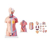 Modelo anatómico de cuerpo humano con 23 órganos extraíbles, modelo educativo de torso de 45 cm para estudios de anatomía