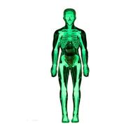 Modelo anatómico de cuerpo humano, modelo de anatomía de esqueleto humano transparente con órganos desmontables para demostraciones en el aula, exhibición de órganos internos