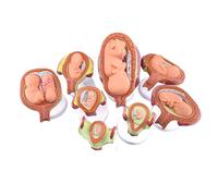 Modelo anatómico de desarrollo fetal humano - Anatomía del embarazo del feto del bebé, Serie de embarazo de laboratorios - Embrionario, Juego de 8 modelos anatómicos for la escuela, la educación