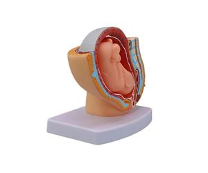 Modelo anatómico de desarrollo fetal para embarazo, modelo de anatomía de estructura pélvica femenina a escala 1: 3 para estudio de obstetricia, entrenamiento obstétrico de PVC