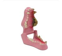 Modelo anatómico de dientes de perro - Modelo de dientes de perro canino Modelo de estructura de dientes de perro Modelo anatómico médico de hueso de mandíbula de cráneo de perro for enseñanza de exhi