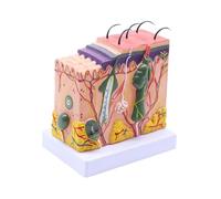 Modelo anatómico de disección tejido subcutáneo piel humana. for la facultad medicina. Material didáctico for anatomía y biología Para uso de bricolaje(50)