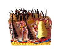 Modelo anatómico de enfermedades la piel canina. enseñanza veterinaria que muestra sana y patológica for ciencia animal