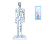 Modelo anatómico de entrenamiento de acupuntura con juego de agujas para estudio y práctica clínica, herramienta de entrenamiento de acupunturistas