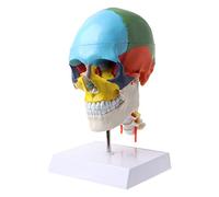 Modelo anatómico de esqueleto de anatomía humana con vértebra cervical de colores, modelo de enseñanza de avión