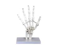 Modelo anatómico de esqueleto de articulación del tobillo del pie de tamaño completo - Herramienta de visualización médica para estudio e instrucción(Palm SetB)