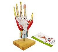 Modelo anatómico de esqueleto de mano, 7 piezas desmontables con marcas numéricas, estructura realista para entrenamiento educativo y médico