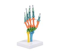 Modelo anatómico de esqueleto de mano humana, modelo de anatomía de hueso de mano codificado por colores con articulación móvil para ayuda didáctica en, herramienta para estudiantes