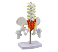 Modelo anatómico de esqueleto de pelvis femenina lumbar, columna vertebral, pequeño, de PVC, móvil, modelo de anatomía pélvica femenina para entrenamiento clínico, pelvis humana