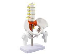 Modelo anatómico de esqueleto de pelvis lumbar y columna lumbar, pequeño PVC móvil, modelo de anatomía pélvica femenina para entrenamiento clínico, enseñanza clínica, esqueleto