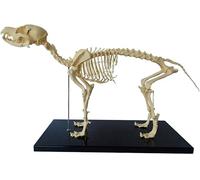 Modelo anatómico de esqueleto de perro para enseñanza, modelo de enseñanza de anatomía canina para estudio de biología humana, esqueleto detallado de perro de tamaño real para educación de anatomía