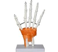 Modelo anatómico de esqueleto humano con articulaciones detalladas para educación médica y entrenamiento