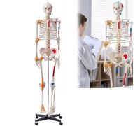 Modelo anatómico de esqueleto humano de 170 cm con ligamentos, mandíbulas móviles, brazos, piernas y origen muscular para enseñanza y educación