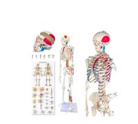 Modelo anatómico de esqueleto humano for enseñanza, esqueleto de PVC de tamaño natural de 85 cm con articulaciones móviles y músculos pintados, 1 unidad