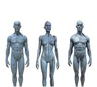 Modelo Anatómico De Esqueleto Humano - Modelo De Figura De Anatomía Humana De 30 Cm - Kit De Estudio De Músculos Corporales De Escultura De Cráneo De Anatomía Modelo Humano Referencia Artesa