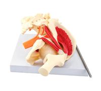 Modelo anatómico de esqueleto pélvico lumbar a escala 1:1, modelo de columna lumbar y pelvis para estudio de anatomía y entrenamiento clínico, pelvis anatómica
