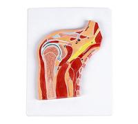 Modelo anatómico de estructura articular de hombro con músculos y ligamentos para comunicación del paciente y entrenamiento clínico, modelo de anatomía de PVC