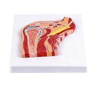 Modelo anatómico de estructura articular del hombro con músculos y ligamentos para la comunicación del paciente y el entrenamiento clínico, modelo de anatomía del hombro