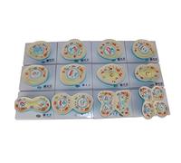 Modelo anatómico de estructura celular, herramienta de enseñanza de biología de 12 partes para exhibición de división de taxonomía