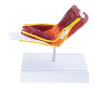 Modelo anatómico de estructura de codo y nervios musculares, modelo de anatomía de la articulación del codo derecho para entrenamiento y uso educativo