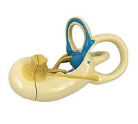 Modelo anatómico de estructura del oído, laberinto del oído interno con canal semicircular y cóclea para estudio educativo