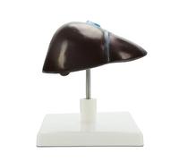Modelo anatómico de estructura hepática humana, tamaño real, modelo anatómico de hígado humano para enseñar investigación, ajustes clínicos, herramienta de anatomía hepática desmontable