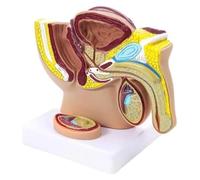 Modelo anatómico de estructura pélvica masculina Pelvis masculina con testículos modelo lata, cuerpo modelo de órganos educativos
