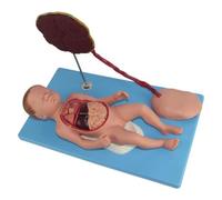 Modelo anatómico de feto a término completo con cordón umbilical y placenta, herramienta de enseñanza extraíble de 6 partes para educación de anatomía humana y fisiología