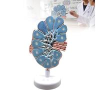 Modelo anatómico de ganglio linfático agrandado - Guía de estudio de la estructura inmunitaria del sistema linfático humano con base - Modelo didáctico médico y biológico en 3D para