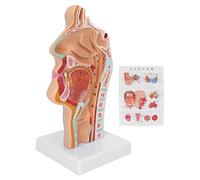 Modelo Anatómico De Garganta De Cavidad Nasal Humana, Modelo Anatómico De Garganta De Cavidad Oral Humana Para Exhibición De Presentación De Enseñanza De Aula De Ciencias