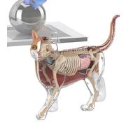 Modelo anatómico de Gato Ayuda Didáctica 4D